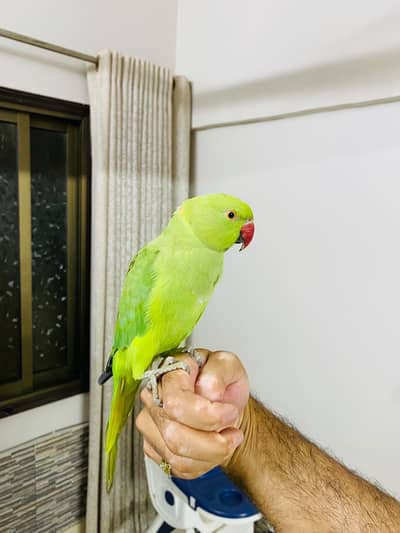 Talking and Handtamed Ringneck