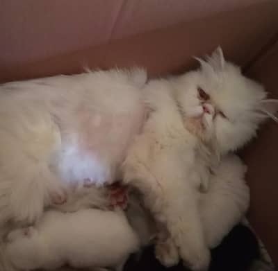Peke Female for sale Karachi only