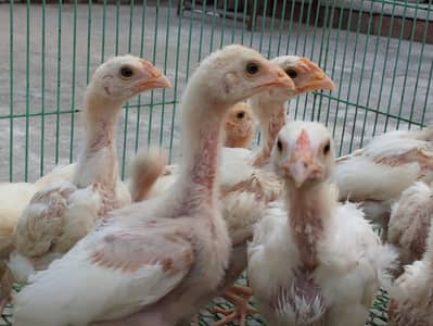 Heera Aseel Chicks
