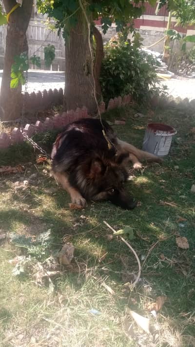 German Shepherd long coat / coat king  sable  female*