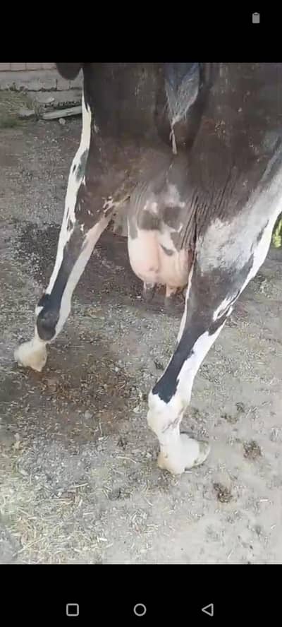 tazi soi AK munth ki cholistani frizen cros cow 03409392913 WhatsApp