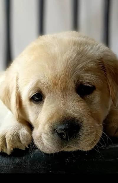 labrador puppy for sale