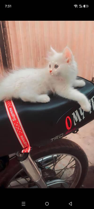 Persian cat