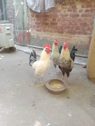 golden Misri for sale