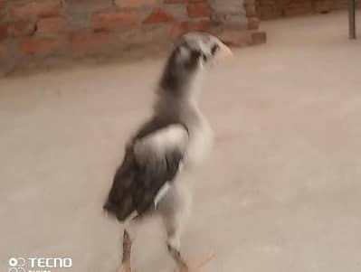 TOP QUALITY SHAMOO CHICKS at cheap price
