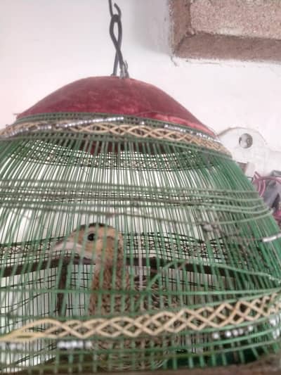 black Sindhi female