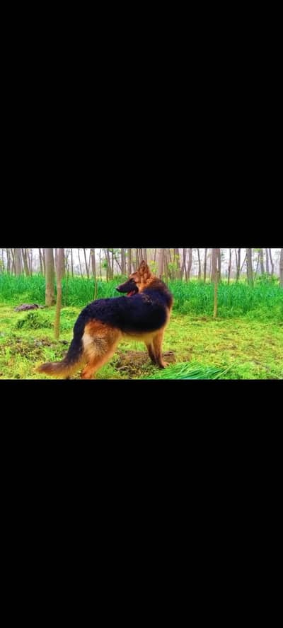 German shepherd