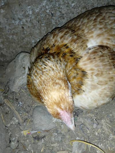 Korack Hen