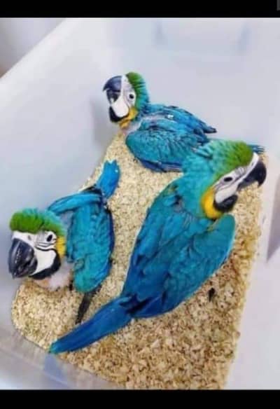 blue Macau Kashmiri Rah parrot for sale 0326=2112=257 my WhatsApp