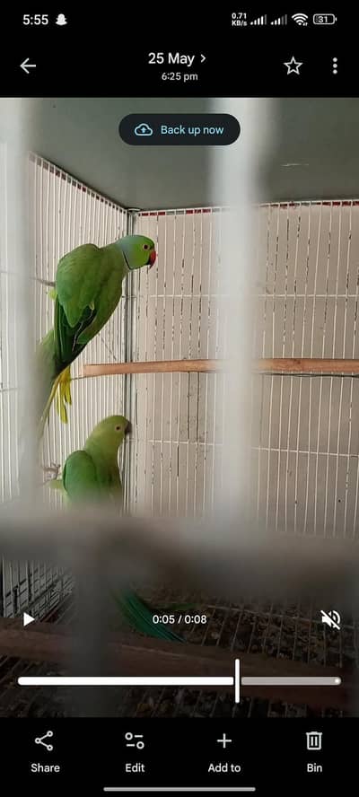 Green Ringneck Breeder Pairs