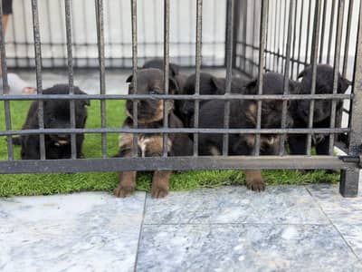 German Shepherd Puppies Available – Black & Black/Tan