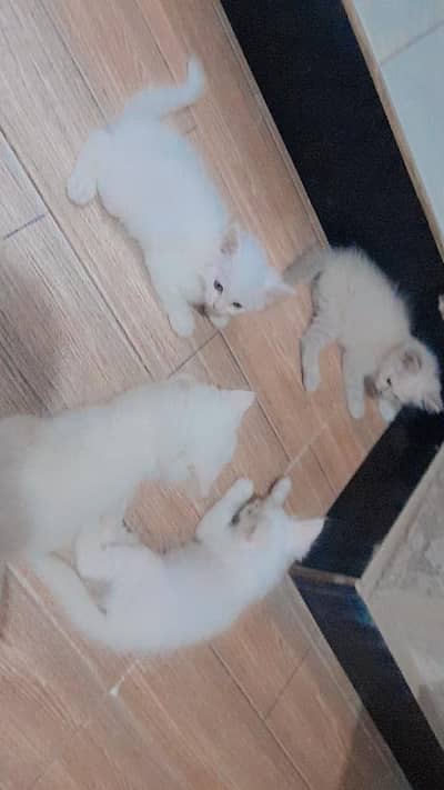 for sale