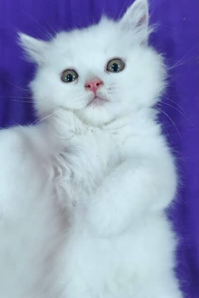 Persian kittens for sale