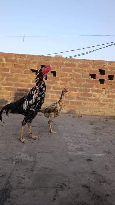Aseel Shamo Pair quality