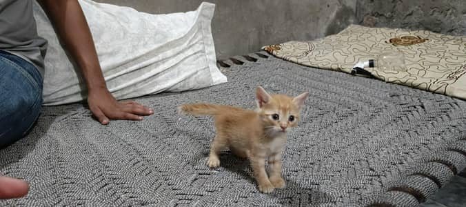 pair is available