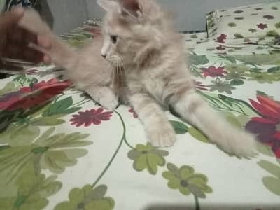 Breed: Punch Face Persian Kittens Age: 2 Month, Ginger Color Female:
