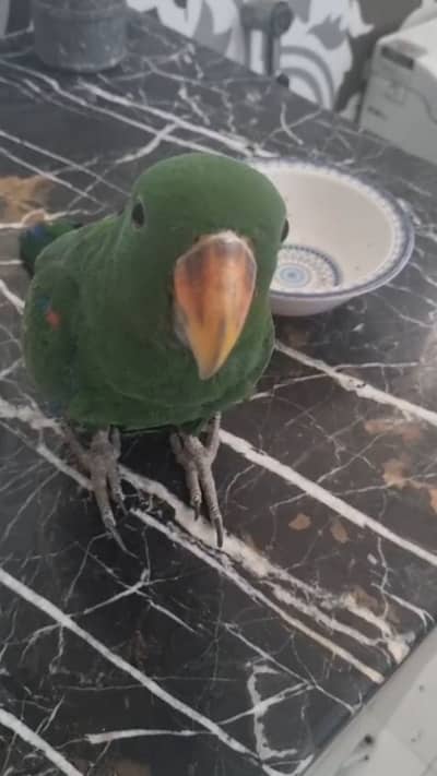 Green Colour