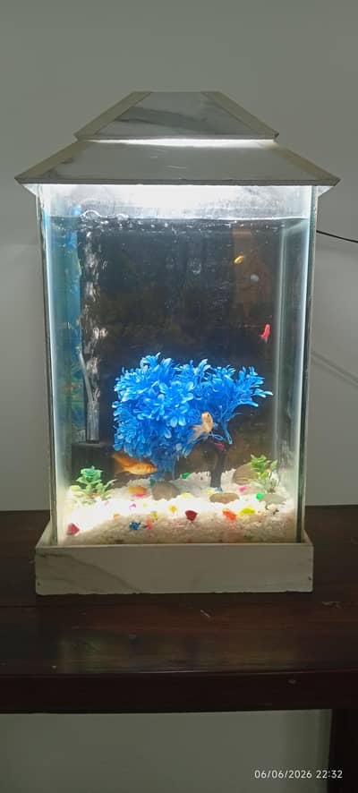 Fish aquarium