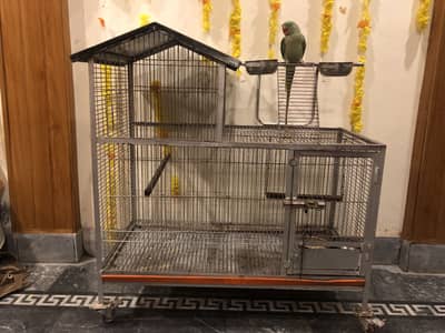 Cage+Raw male handtame and talking 3225844099