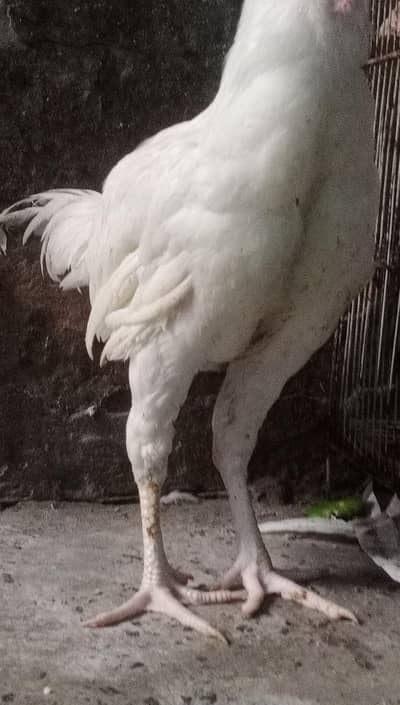 heera white patha 4500 aseel kurak madi 3500 o3017104771 call whats ap
