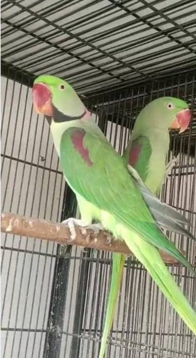 Breeder+Talking Raw Parrot Pair for sale