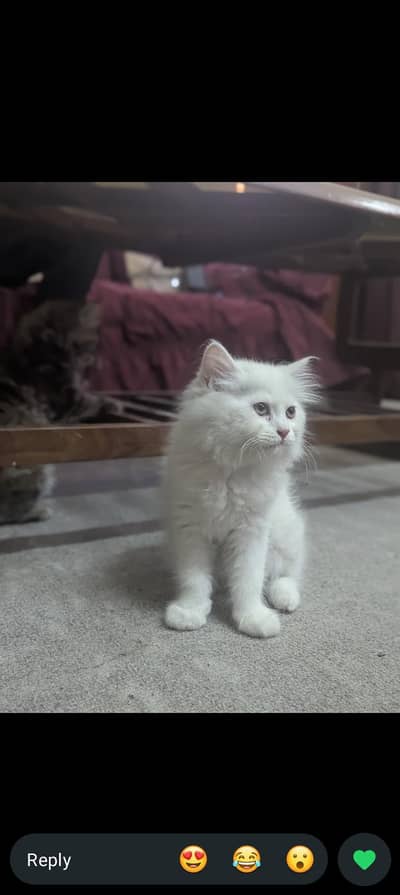 Persian Cat and kitten  Cash on delivery