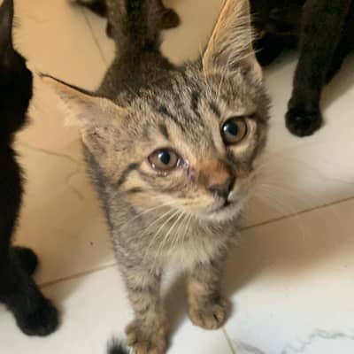 Kittens