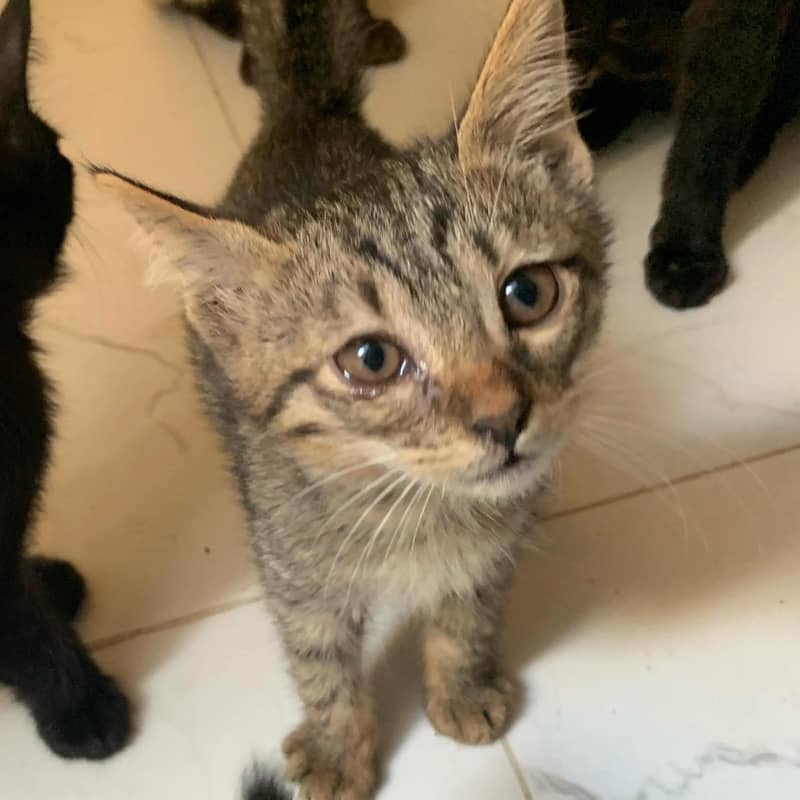 Kittens 0