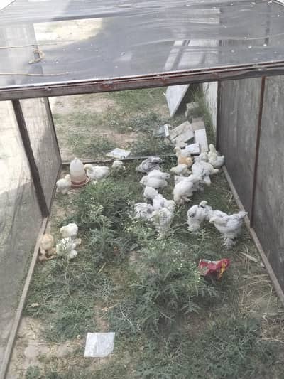 golden buff, white buff, Brahma, Eggs, chicks