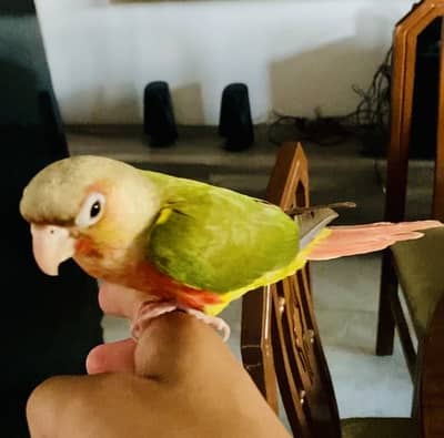 Tame conure red fector