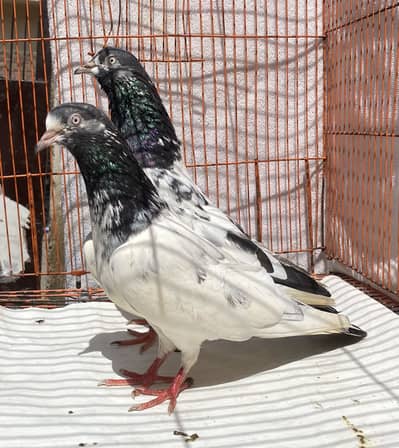 Tedy bredr pair for sale
