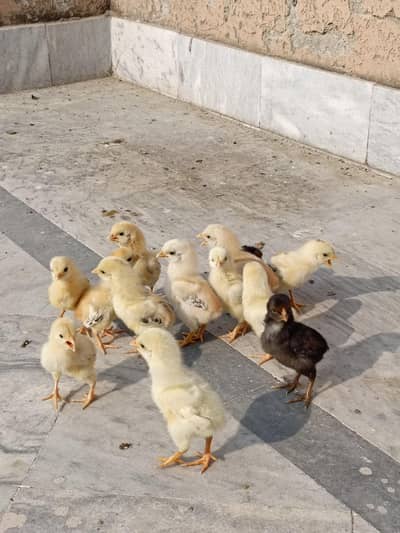 aseel/chicks aseel/hen aseel/choza aseel/murga desi/hen aseel/murgi