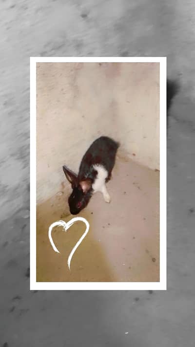 2month     one black and white 2piece and 2brown and 1 male 2month