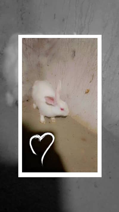 2month     one black and white 2piece and 2brown and 1 male 2month