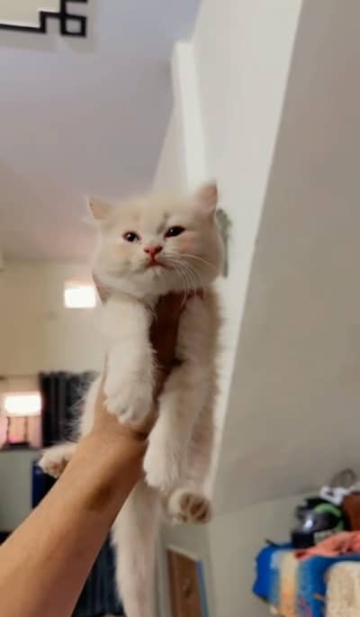 Myh pretty kittens looking for a new home
