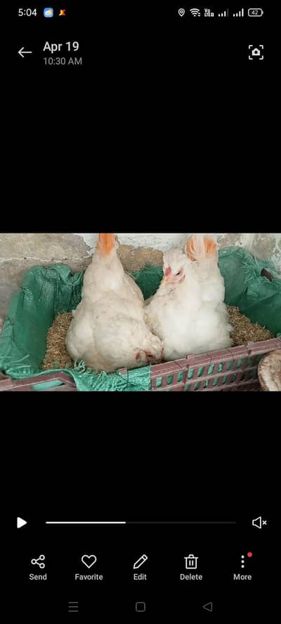 2 female for sale health and active