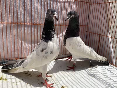 Rampuri bredr pair avil
