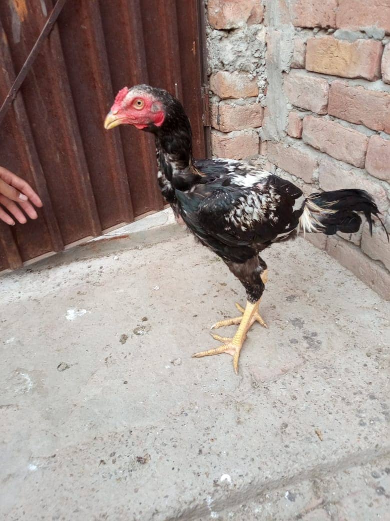 2 Aseel patha 2