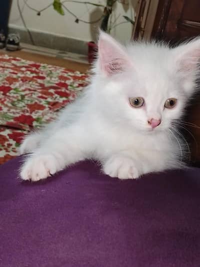 Persian kitten