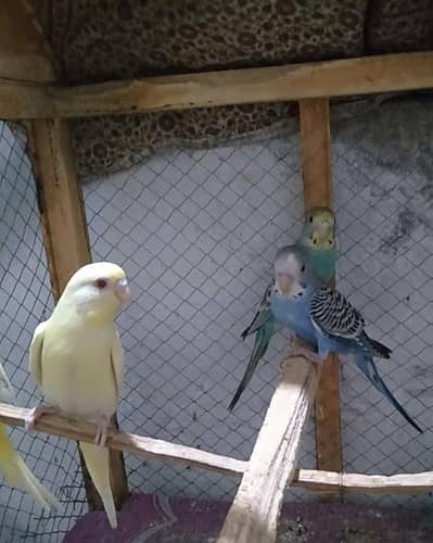 budgie patha for sale 1 Red eyes and 2 black eye