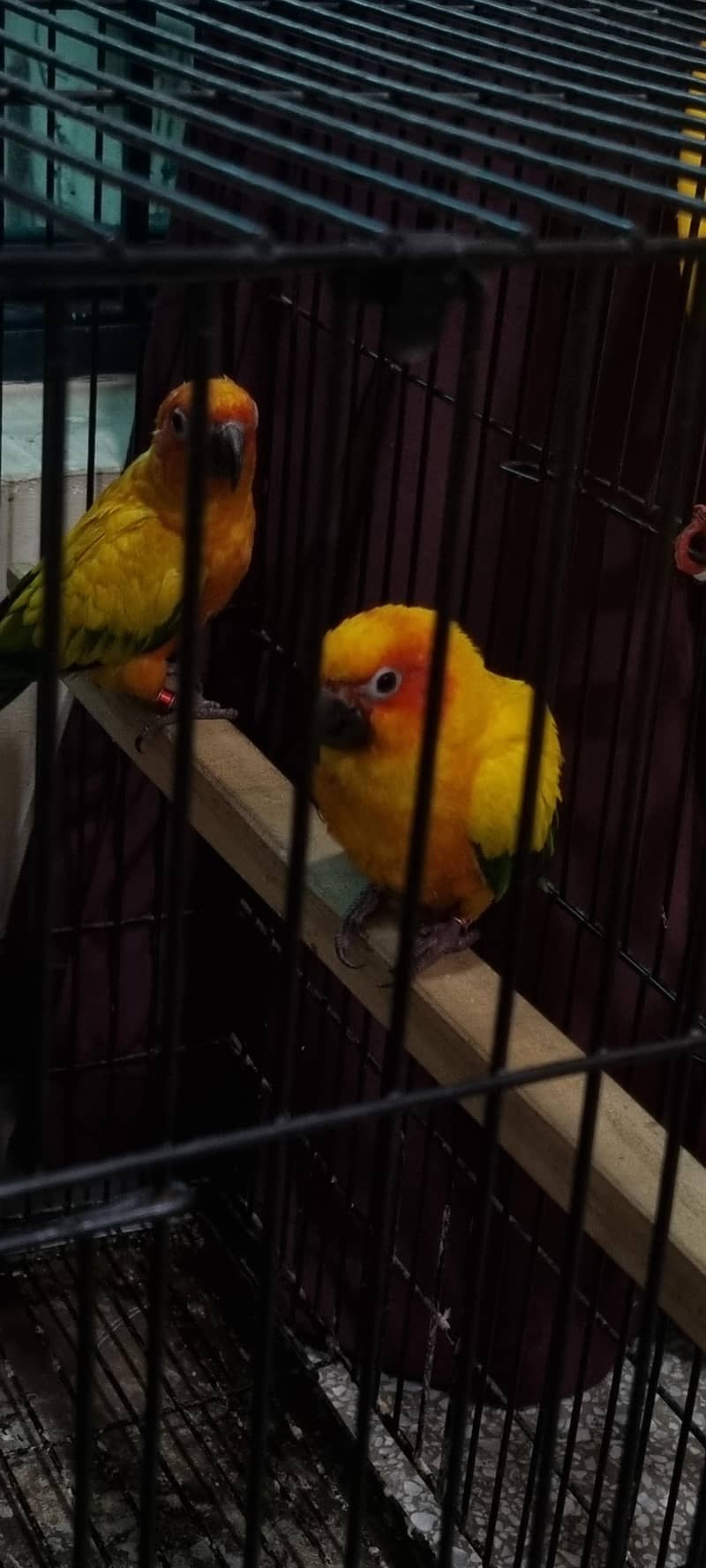 Sun Conure 0