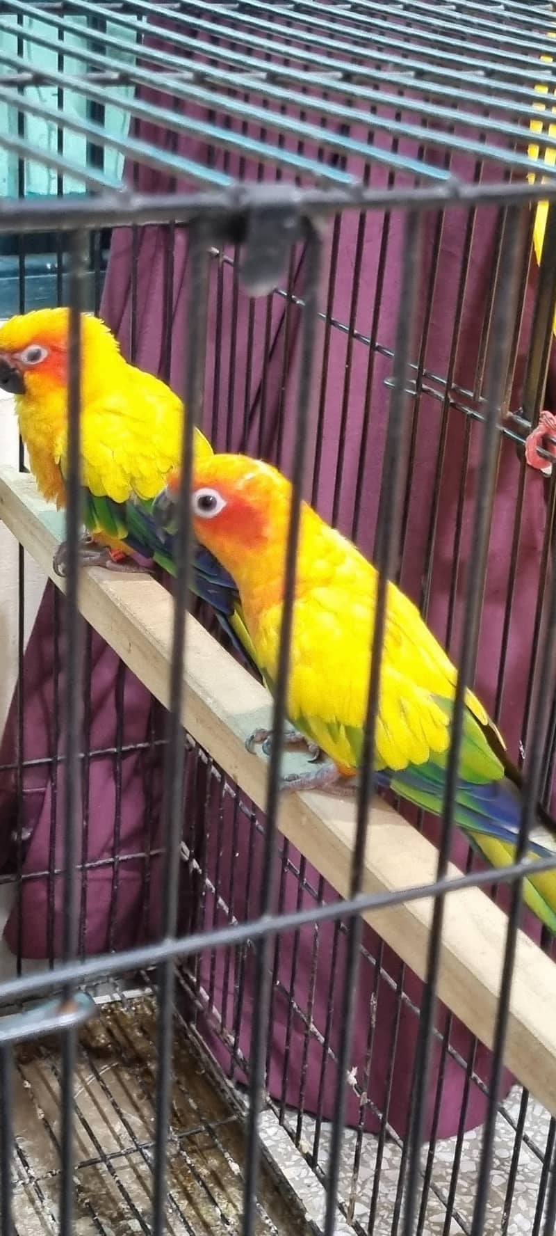 Sun Conure 1