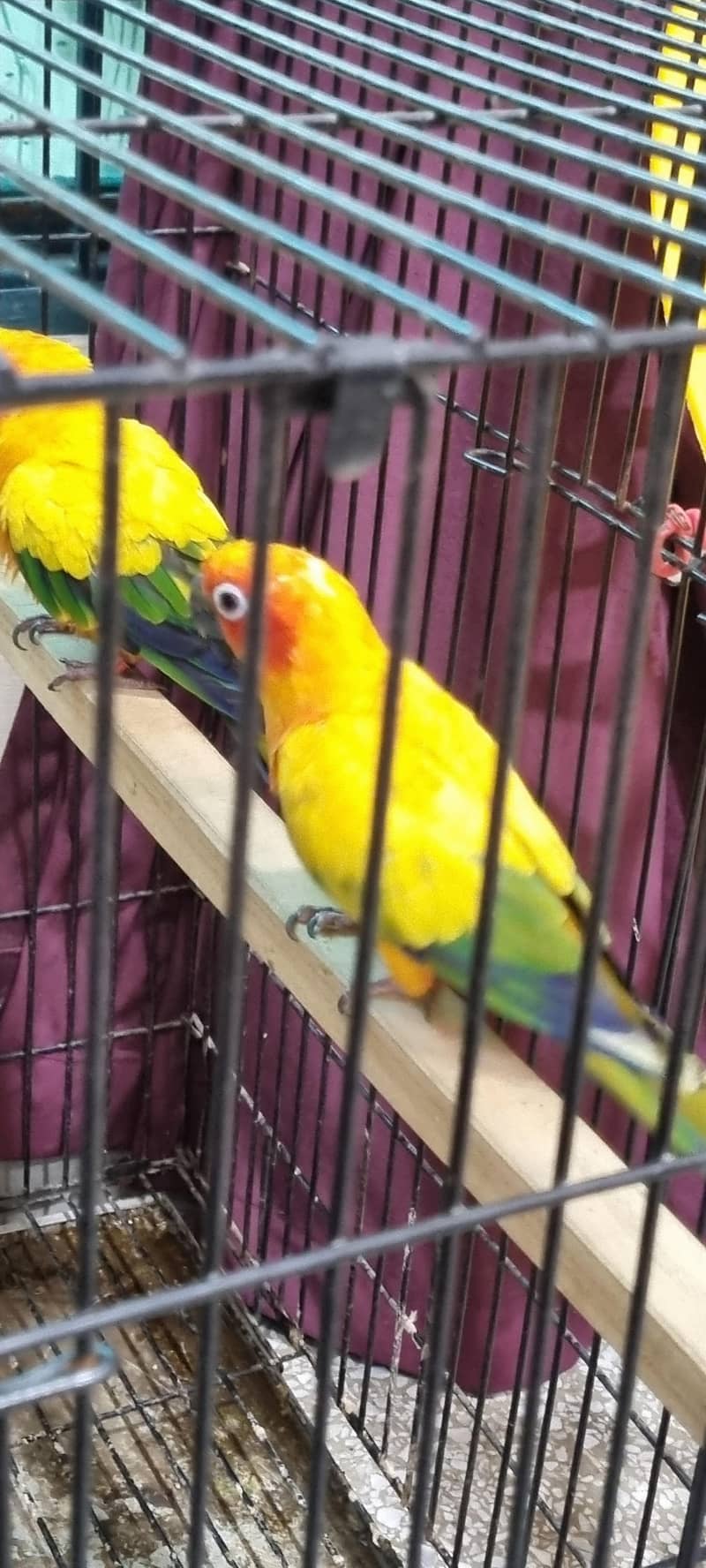 Sun Conure 2
