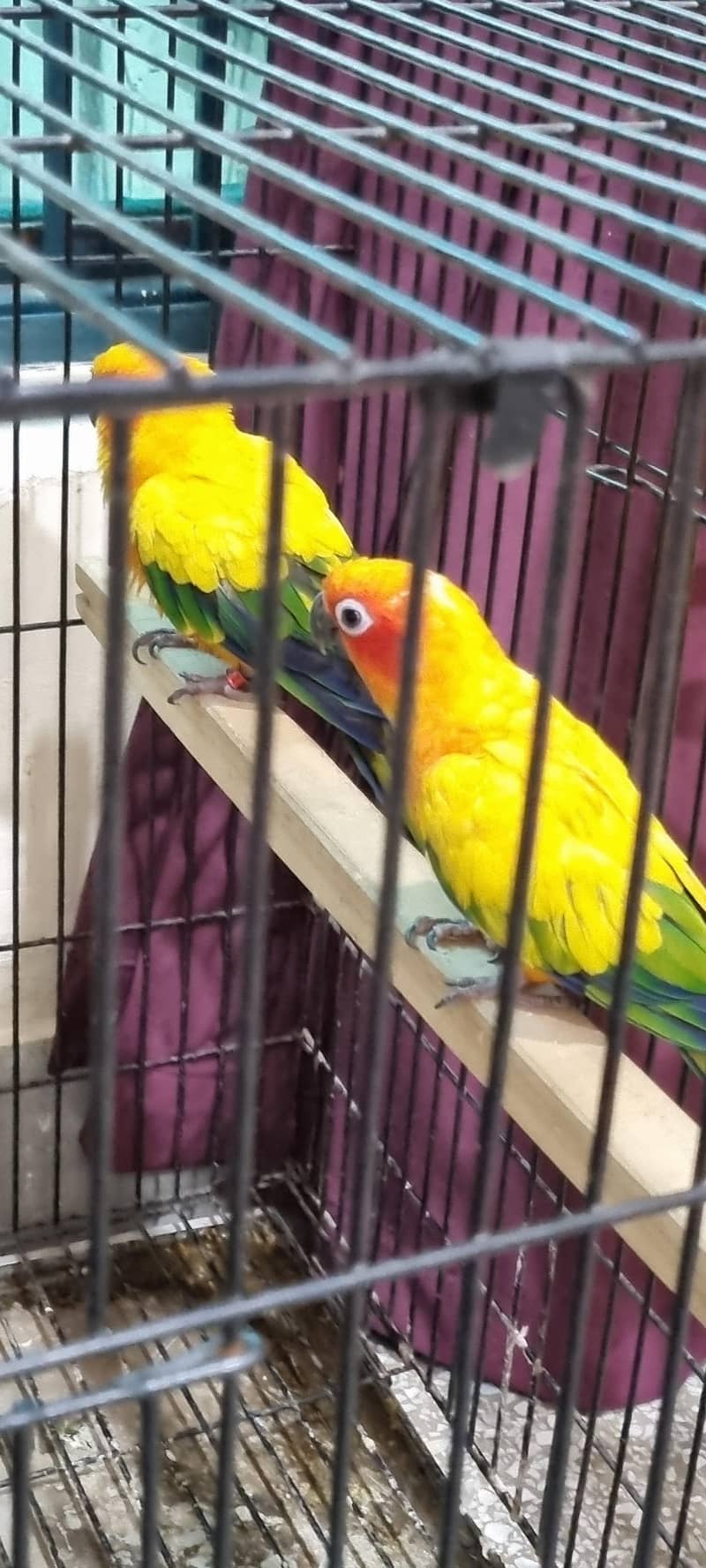 Sun Conure 3