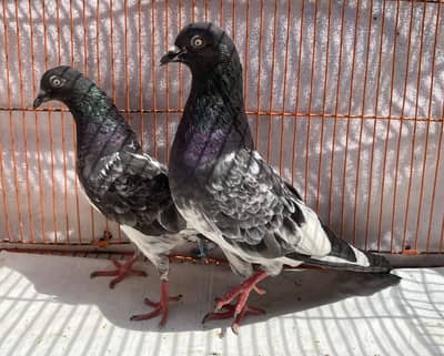 Lal pari bredr pair