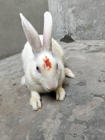 Pure white Red Eyes Rabbits