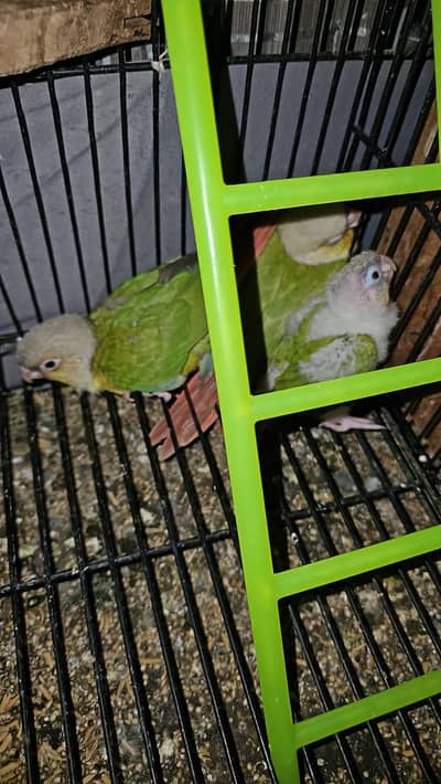 painApple conure chicks for sale.
