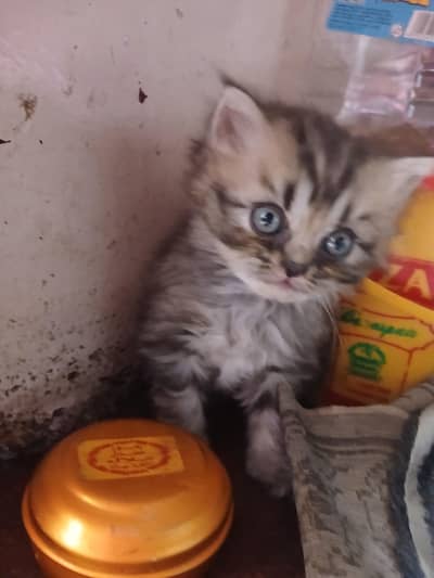 persion kitten