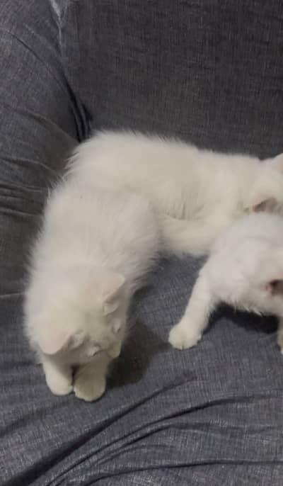 Presain kittens for sale