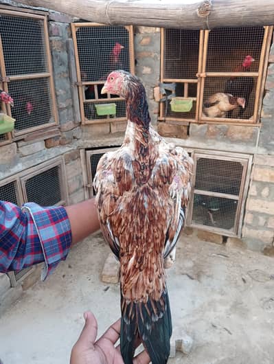 Aseel pair for sale